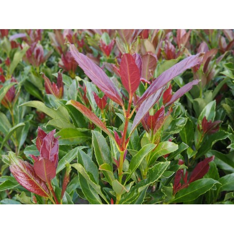 Viburnum odoratissimum 'Coppertop' ®