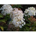 Hydrangea paniculata 'Bobo'®