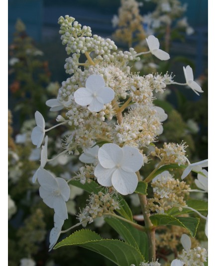 Hydrangea paniculata 'Butterfly'