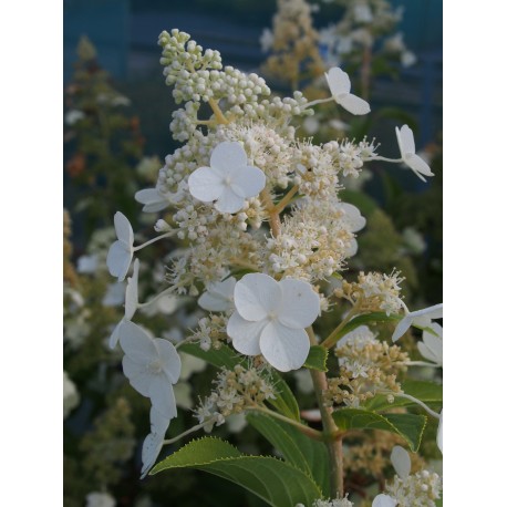 Hydrangea paniculata 'Butterfly'