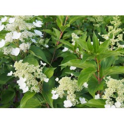 Hydrangea paniculata 'Kyushu'