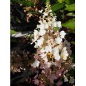 Hydrangea paniculata 'Pinky Winky'