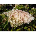 Hydrangea paniculata 'Polar Bear'®