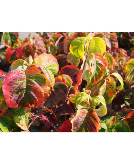 Cornus florida 'Rainbow'