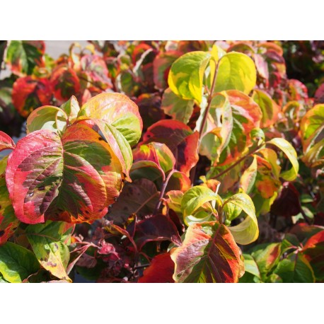 Cornus florida 'Rainbow'