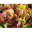 Cornus florida 'Rainbow'