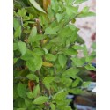 Lycium barbarum ' Instant Success'