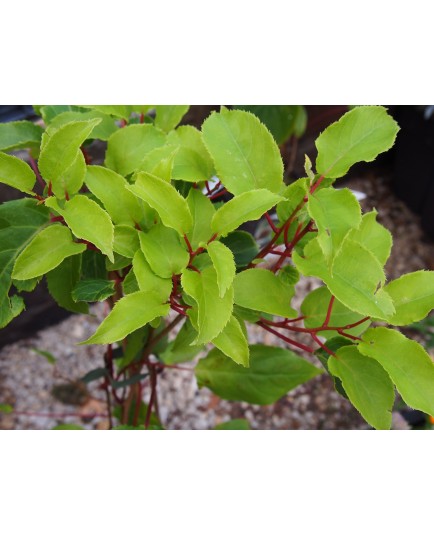 Actinidia arguta 'Weiki'