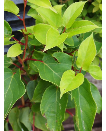 Actinidia arguta 'Ken's Red''