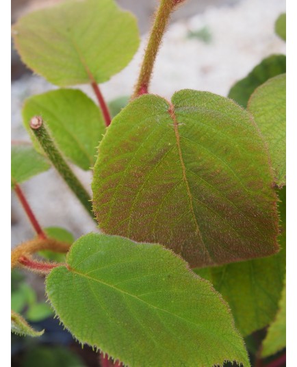 Actinidia deliciosa 'Atlas'