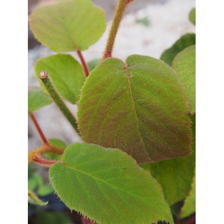 Actinidia deliciosa 'Atlas'