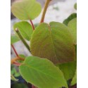 Actinidia deliciosa 'Atlas'