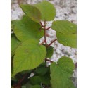 Actinidia deliciosa 'Hayward'