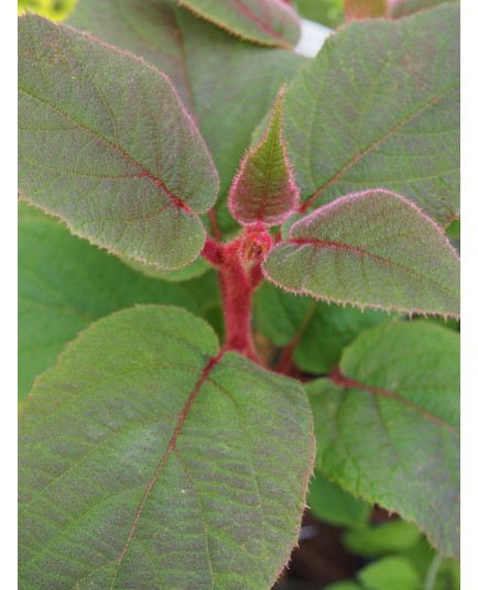 Actinidia deliciosa 'Jenny'