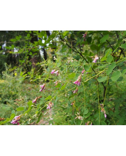 Lespedeza inschanica