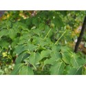 Cornus kousa var. Chinensis