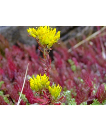 Sedum reflexum 'Neoulos' - sedum réfléchi