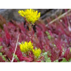 Sedum reflexum 'Neoulos' - sedum réfléchi