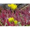 Sedum reflexum 'Neoulos' - sedum réfléchi