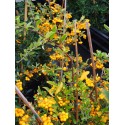 Pyracantha 'Golden Charmer' - buisson ardent