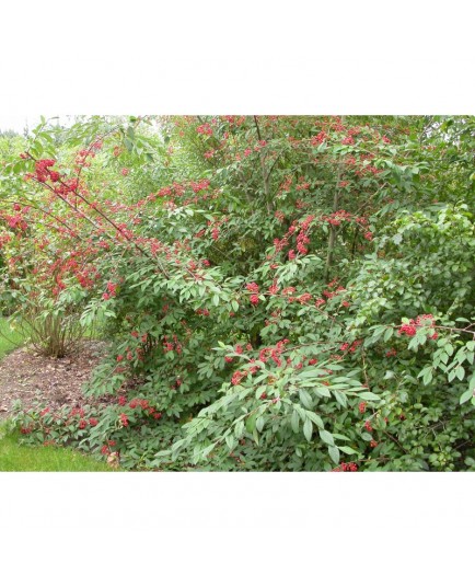 Cotoneaster watereri x Cornubia'