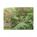 Cotoneaster watereri x Cornubia'