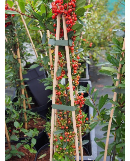 Pyracantha 'Red Column' - buisson ardent