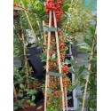 Pyracantha 'Red Column' - buisson ardent