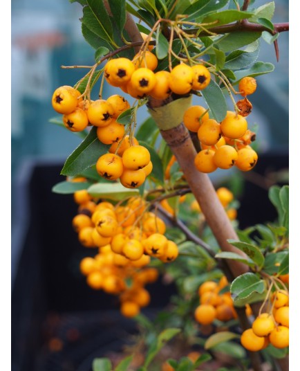 Pyracantha 'Soleil d'Or' - buisson ardent