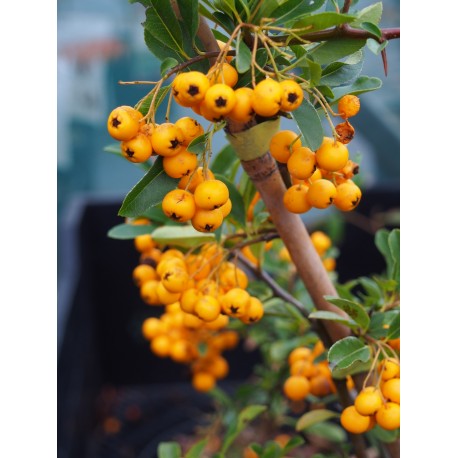 Pyracantha 'Soleil d'Or' - buisson ardent