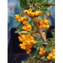 Pyracantha 'Soleil d'Or' - buisson ardent