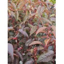 Prunus serrulata 'Royal Burgundy' - cerisiers japonais,