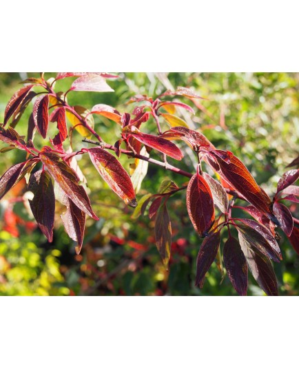 Cornus drummondii - Cornouiller de Drummond