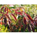 Cornus drummondii - Cornouiller de Drummond