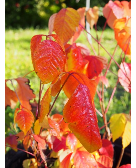 Toxicodendron radicans subsp. rybergii