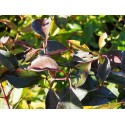 Euonymus grandiflorus 'Red Wine'