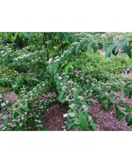 Cotoneaster watereri x 'Braendkjaer'