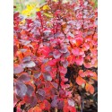 Berberis thunbergii 'Concorde' ®