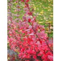 Berberis thunbergii 'Red Rocket' - Epine Vinette