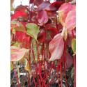 Cornus alba 'Bâton Rouge'® - Cornouiller