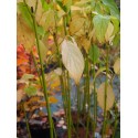 Cornus stolonifera 'Flaviramea' - cornouillers à bois jaune, cornouillers stolonifères,