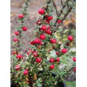 Cotoneaster microphyllus