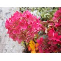 Hydrangea paniculata 'Diamant rouge' ®