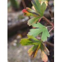Ribes odoratum - Groseiller odorant