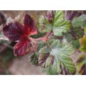 Ribes sanguineum 'Elk River Red' - groseiller fleur