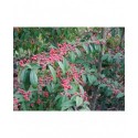 Cotoneaster watereri x 'Braendkjaer'