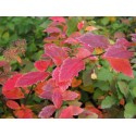 Spiraea japonica 'Coccinea' - Spirées du japon