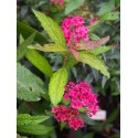 Spiraea japonica 'Dart's Red' - Spirée du Japon