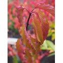 Stachyurus chinensis 'Celina'