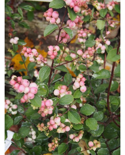 Symphoricarpos doorenbosii x 'Mother of Pearl' - Symphorine